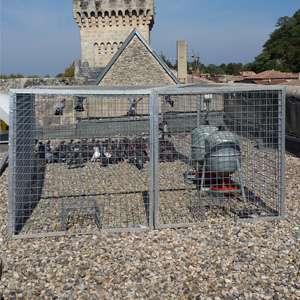 CAGE CAPTURE PIGEONS