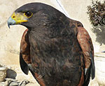 HARRIS HAWK buse de Harris