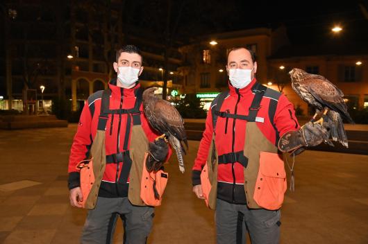 Visuel : FAUCONNIER EN INTERVENTION DE REGULATION DE COLONIES DE PIGEONS