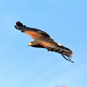 L'effarouchement par les rapaces de fauconnerie